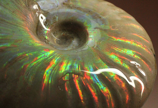 可愛らしい形から放たれる七色の光!イリデッセンス(iridescence)を有するマダガスカル産光るアンモナイト(その16)