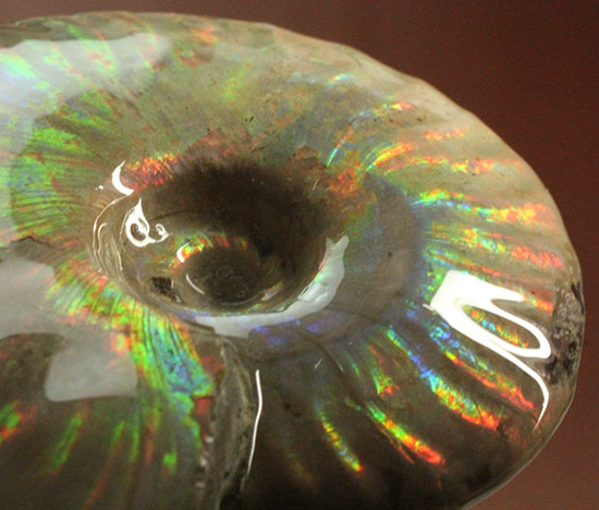 可愛らしい形から放たれる七色の光!イリデッセンス(iridescence)を有するマダガスカル産光るアンモナイト(その5)