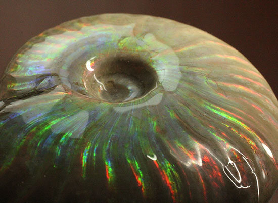 可愛らしい形から放たれる七色の光!イリデッセンス(iridescence)を有するマダガスカル産光るアンモナイト(その6)
