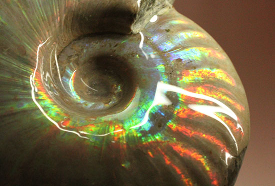 可愛らしい形から放たれる七色の光!イリデッセンス(iridescence)を有するマダガスカル産光るアンモナイト(その9)