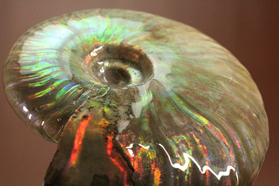 イリデッセンスアンモナイト（Iridescence　Ammonite）