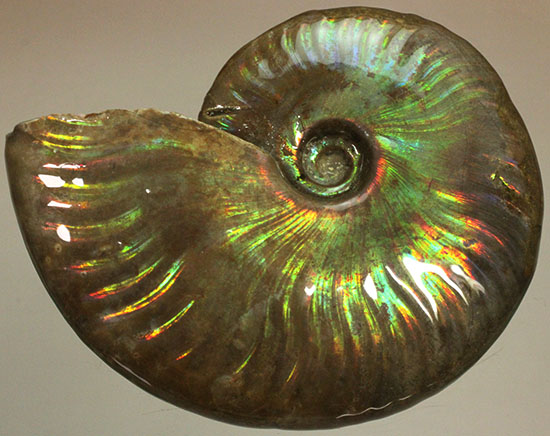 マダガスカル産アンモナイト（Ammonite）