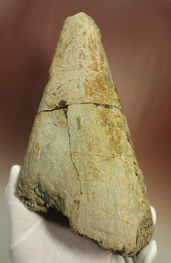 完全にナチュラルであることが確認されているトリケラトプスの幼体の角化石