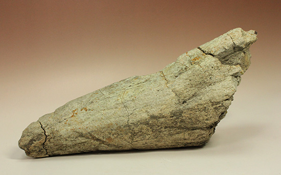 トリケラトプスの角化石