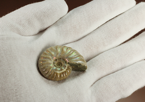 マダガスカル産アンモナイト(Ammonite)