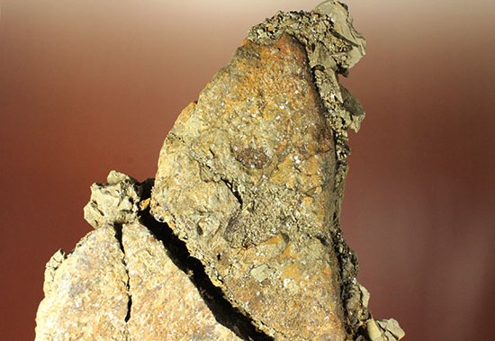 人気のトリケラトプスのフリル（襟飾り）。ナチュラル。1キロに迫る大型標本。（その8）
