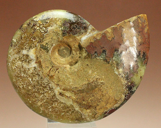 アンモナイトコレクションの楽しみ方の一つ「縫合線」を余すことなく味わえるマダガスカル産アンモナイト(Ammonite)（その1）