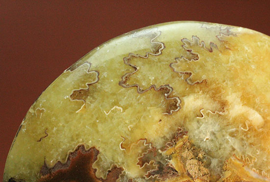 アンモナイトコレクションの楽しみ方の一つ「縫合線」を余すことなく味わえるマダガスカル産アンモナイト(Ammonite)（その10）