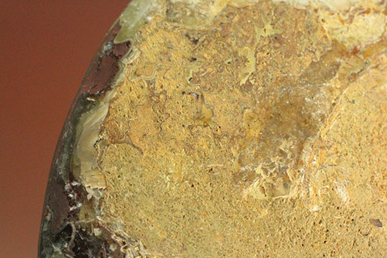 アンモナイトコレクションの楽しみ方の一つ「縫合線」を余すことなく味わえるマダガスカル産アンモナイト(Ammonite)（その11）