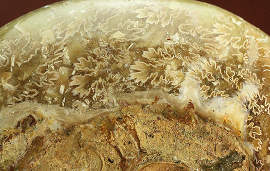 アンモナイトコレクションの楽しみ方の一つ「縫合線」を余すことなく味わえるマダガスカル産アンモナイト(Ammonite)（その12）