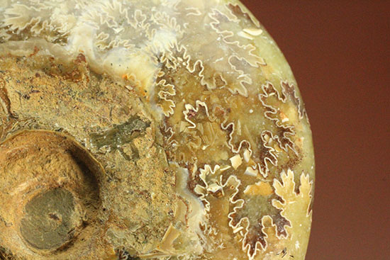 アンモナイトコレクションの楽しみ方の一つ「縫合線」を余すことなく味わえるマダガスカル産アンモナイト(Ammonite)（その13）
