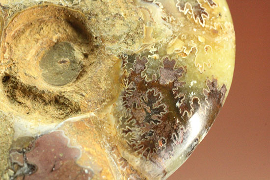 アンモナイトコレクションの楽しみ方の一つ「縫合線」を余すことなく味わえるマダガスカル産アンモナイト(Ammonite)（その14）
