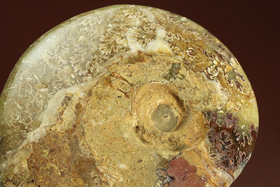 アンモナイトコレクションの楽しみ方の一つ「縫合線」を余すことなく味わえるマダガスカル産アンモナイト(Ammonite)（その15）