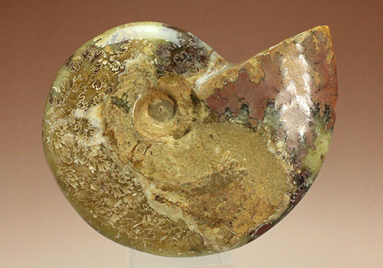 アンモナイトコレクションの楽しみ方の一つ「縫合線」を余すことなく味わえるマダガスカル産アンモナイト(Ammonite)（その19）