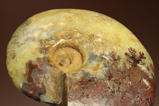 アンモナイトコレクションの楽しみ方の一つ「縫合線」を余すことなく味わえるマダガスカル産アンモナイト(Ammonite)（その3）