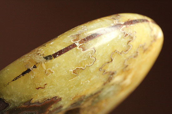 アンモナイトコレクションの楽しみ方の一つ「縫合線」を余すことなく味わえるマダガスカル産アンモナイト(Ammonite)（その5）
