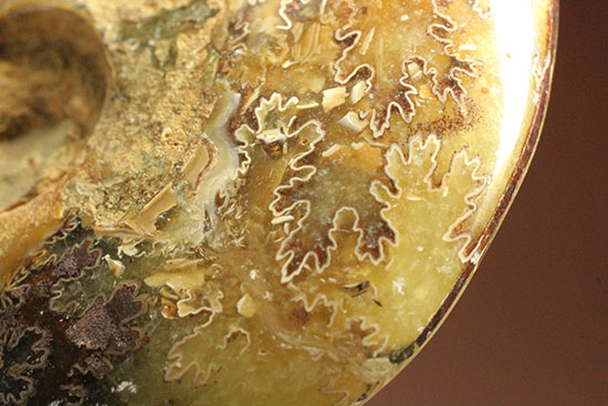 アンモナイトコレクションの楽しみ方の一つ「縫合線」を余すことなく味わえるマダガスカル産アンモナイト(Ammonite)（その6）