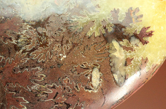 アンモナイトコレクションの楽しみ方の一つ「縫合線」を余すことなく味わえるマダガスカル産アンモナイト(Ammonite)（その7）