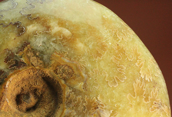 アンモナイトコレクションの楽しみ方の一つ「縫合線」を余すことなく味わえるマダガスカル産アンモナイト(Ammonite)（その9）