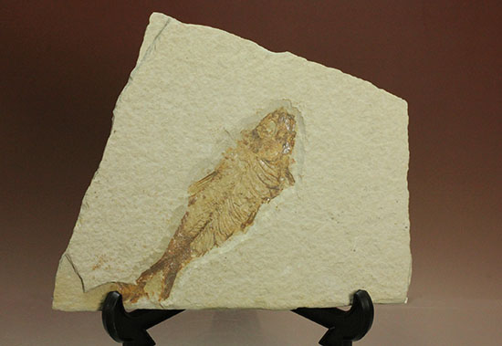 ワイオミング州魚化石ナイティア(Knightia)（その1）