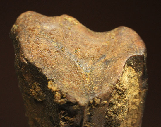 トリケラトプスの歯化石
