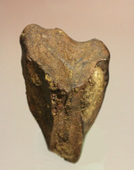 でっかい！トリケラトプスの歯化石