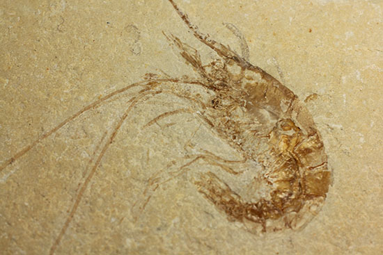 人気のレバノン産エビ化石(Carpopenaeus)(その1)