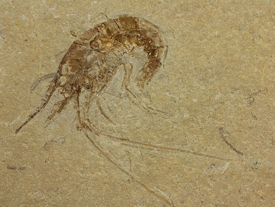 人気のレバノン産エビ化石(Carpopenaeus)(その13)