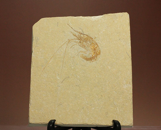 レバノン産エビ化石（Carpopenaeus）