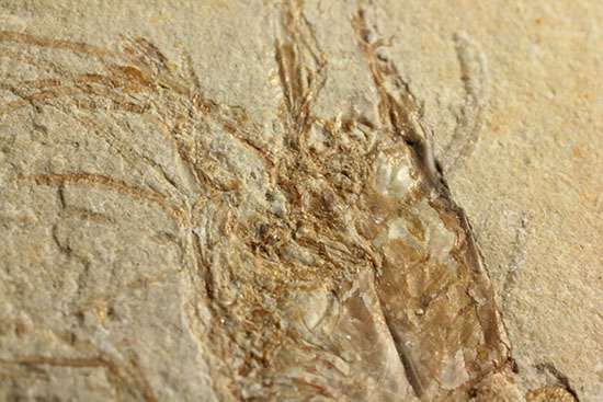 人気のレバノン産エビ化石(Carpopenaeus)(その3)