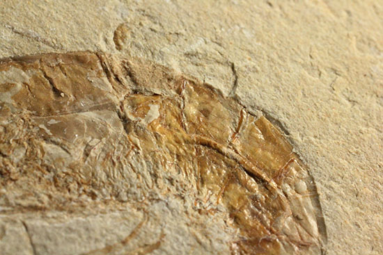 人気のレバノン産エビ化石（Carpopenaeus）（その4）