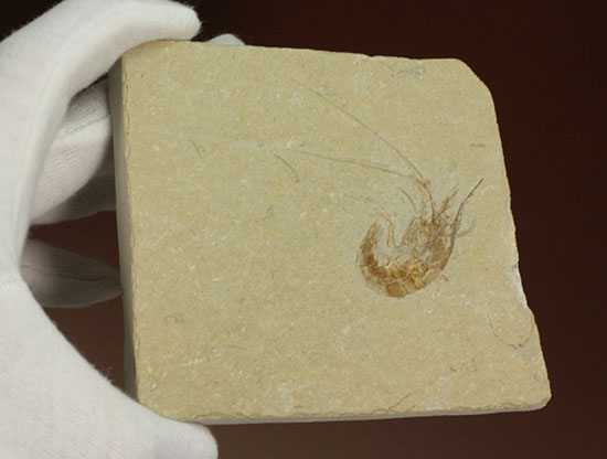人気のレバノン産エビ化石(Carpopenaeus)(その6)