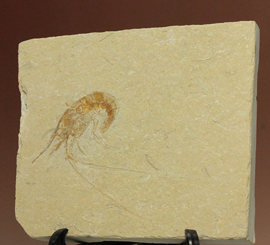 人気のレバノン産エビ化石（Carpopenaeus）（その8）