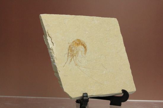 人気のレバノン産エビ化石（Carpopenaeus）（その9）