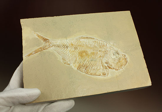 上向きの口がキュート！特筆すべき保存状態！白亜紀の淡水魚レバノン産ディプロミストゥス(Diplomystus sp.)（その10）