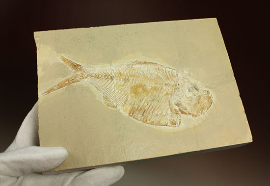 上向きの口がキュート!特筆すべき保存状態!白亜紀の淡水魚レバノン産ディプロミストゥス(Diplomystus sp.)(その10)