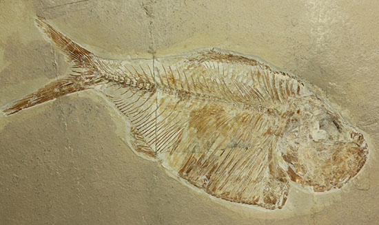 白亜紀の淡水魚レバノン産ディプロミストゥス(Diplomystus sp.)
