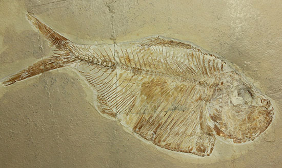 特筆すべき保存状態！白亜紀の淡水魚レバノン産ディプロミストゥス(Diplomystus sp.)