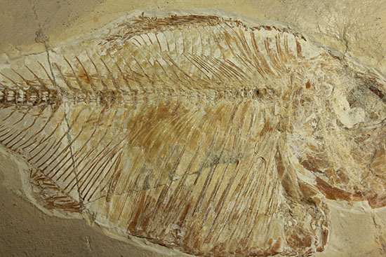 上向きの口がキュート！特筆すべき保存状態！白亜紀の淡水魚レバノン産ディプロミストゥス(Diplomystus sp.)（その4）