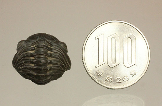 複眼はルーペで見るべし!防御態勢の三葉虫ファコプス(その9)