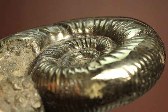 真鍮色に輝くパイライトアンモナイト、イギリスオックスフォード産(Peltomorpuites)（その12）