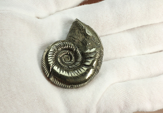 真鍮色に輝くパイライトアンモナイト、イギリスオックスフォード産(Peltomorpuites)(その8)