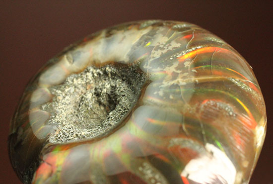 オレンジ、グリーンが鮮やか！マダガスカル産光るアンモナイト(Ammonite)（その1）