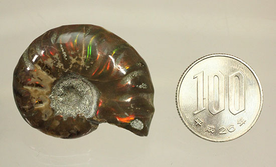 オレンジ、グリーンが鮮やか！マダガスカル産光るアンモナイト(Ammonite)（その10）