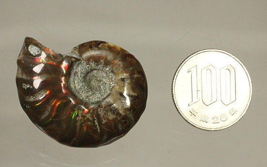 オレンジ、グリーンが鮮やか！マダガスカル産光るアンモナイト(Ammonite)（その11）