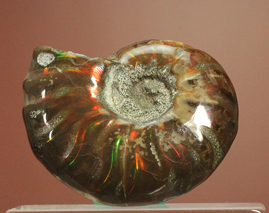オレンジ、グリーンが鮮やか！マダガスカル産光るアンモナイト(Ammonite)（その2）