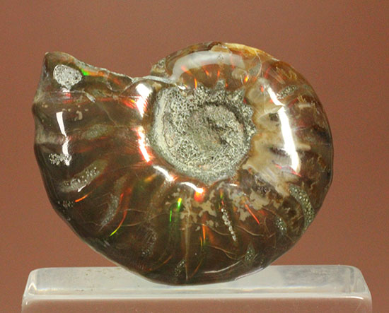 オレンジ、グリーンが鮮やか！マダガスカル産光るアンモナイト(Ammonite)（その3）
