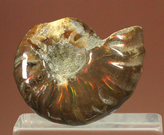 オレンジ、グリーンが鮮やか！マダガスカル産光るアンモナイト(Ammonite)（その4）