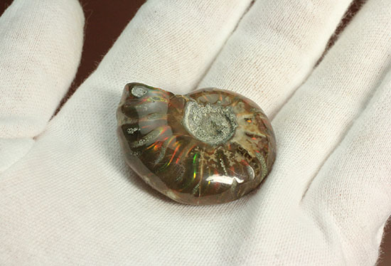 オレンジ、グリーンが鮮やか！マダガスカル産光るアンモナイト(Ammonite)（その5）