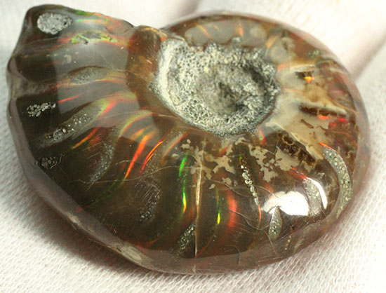 オレンジ、グリーンが鮮やか！マダガスカル産光るアンモナイト(Ammonite)（その6）